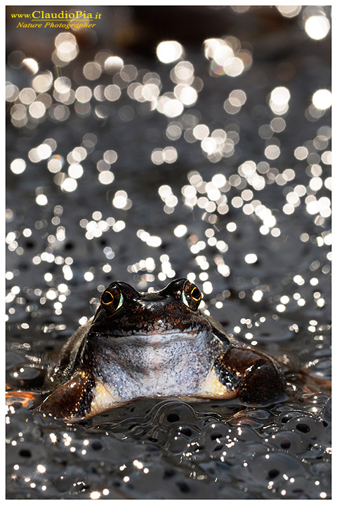  foto, rana temporaria, common frog, mating, eggs, deposizione, val d'aveto